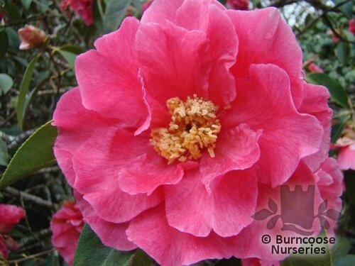 CAMELLIA 'Captain Rawes'  