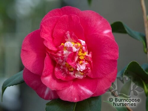 CAMELLIA 'R.L. Wheeler'  