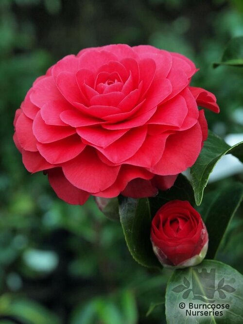 CAMELLIA 'Roger Hall'  