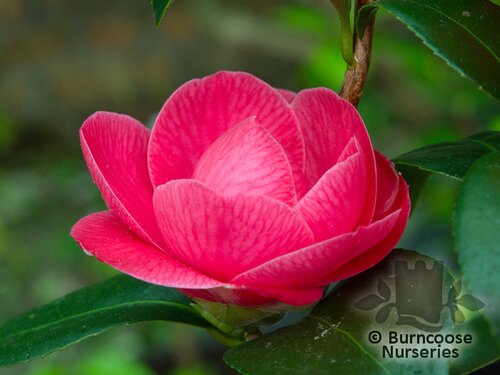 CAMELLIA 'Rubescens Major'  