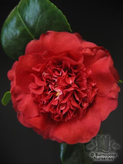 CAMELLIA 'Ruby Wedding'  