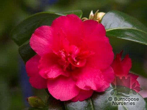 CAMELLIA 'Rusticana'  