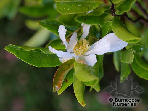 CAMELLIA sasanqua white 