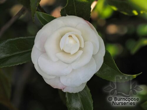 CAMELLIA 'Early Pearly'  