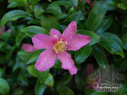 CAMELLIA sasanqua pink 