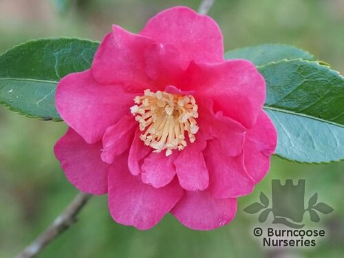 CAMELLIA 'Sekiy&odblac;'  