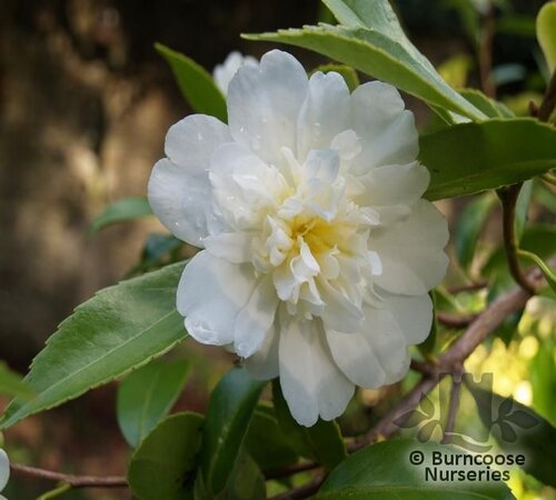 CAMELLIA 'Snow Flurry'  