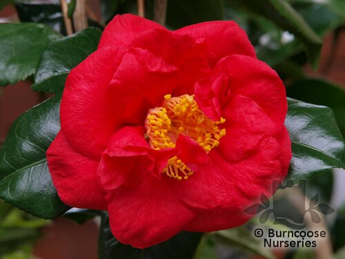 CAMELLIA 'Satan's Robe'  