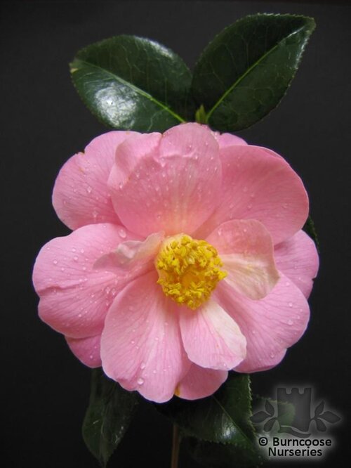 CAMELLIA 'Sayonara'  