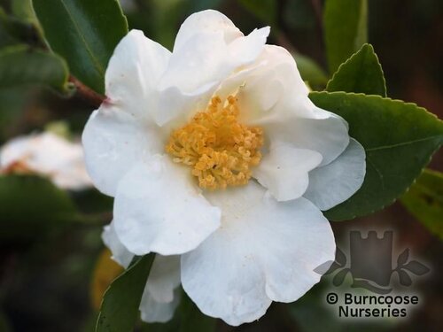 CAMELLIA 'Setsugekka'  