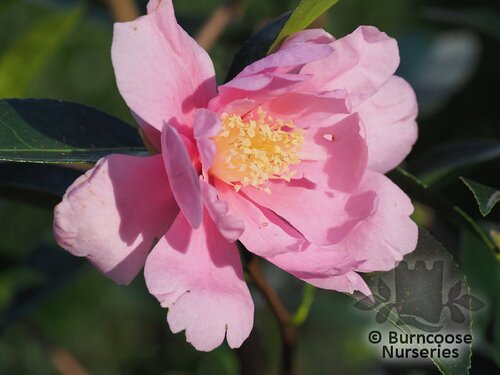CAMELLIA 'Show Girl'  