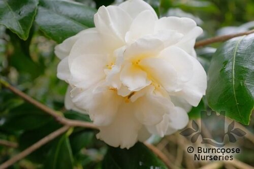 CAMELLIA 'Silver Anniversary'  