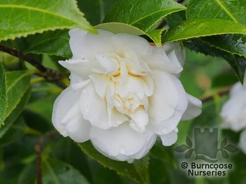 CAMELLIA 'Silver Ruffles'  