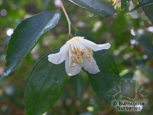CAMELLIA sinensis  