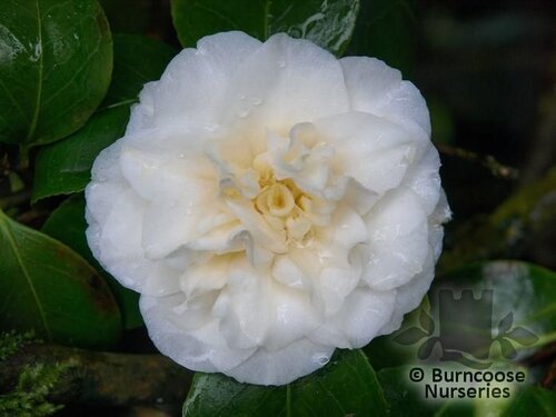 CAMELLIA 'Sode-gashuki'  