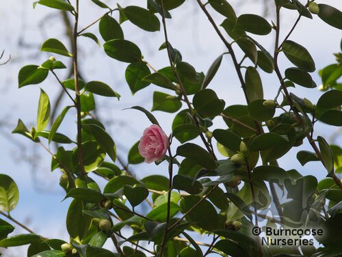 CAMELLIA 'Souvenir de Bahuaud Litou'  