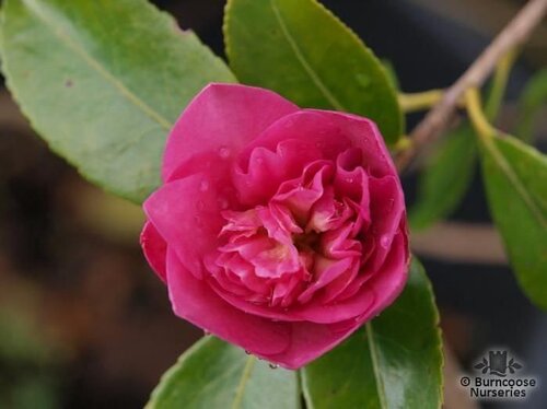 CAMELLIA 'Sparkling Burgundy'  
