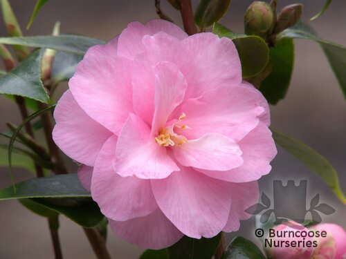 CAMELLIA 'Spring Festival'  