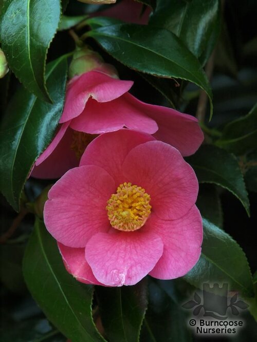 CAMELLIA 'St. Ewe'  