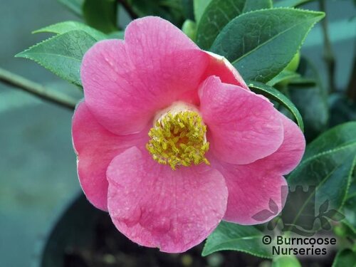 CAMELLIA 'St Michael'  