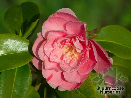 CAMELLIA 'Strawberry Parfait'  