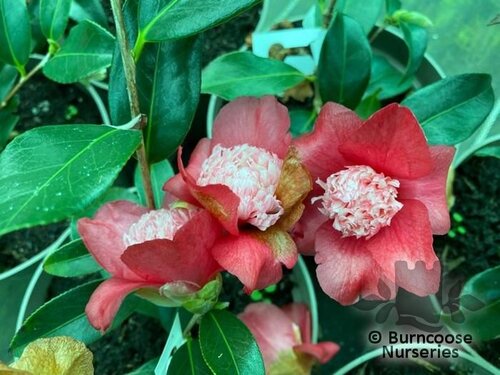 CAMELLIA 'Sundae'  
