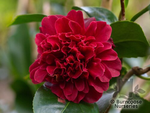 CAMELLIA 'Takanini'  