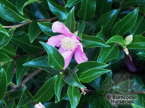 CAMELLIA 'Tanya'  