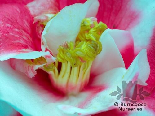 CAMELLIA 'The Czar'  