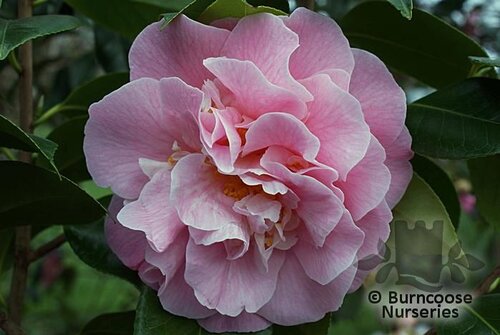 CAMELLIA 'Tiffany'  