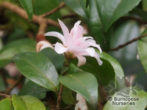 CAMELLIA 'Tiny Princess'  