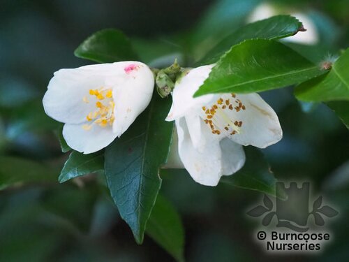 CAMELLIA transnokoensis  