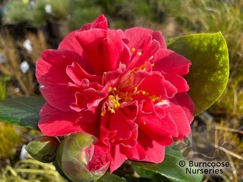 CAMELLIA 'Tristrem Carlyon'  
