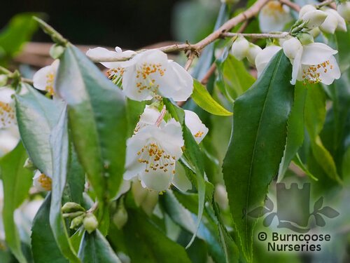 CAMELLIA tsaii  