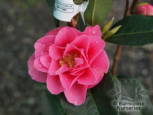 CAMELLIA 'Valley Knudsen'  
