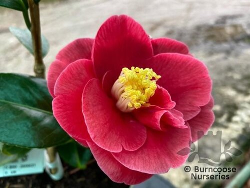 CAMELLIA 'Virginia Carlyon'  