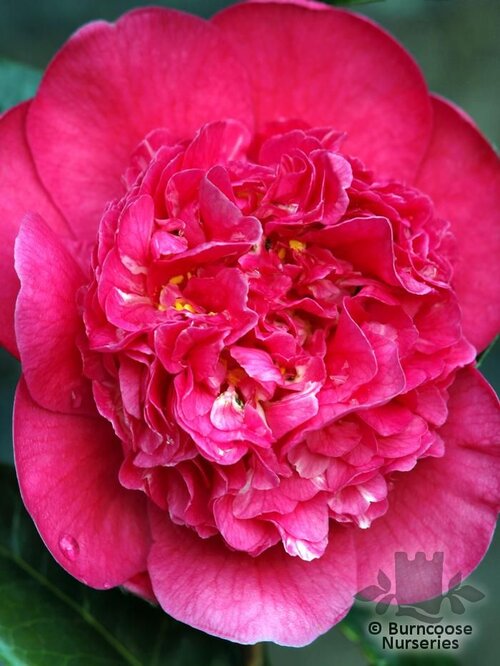 CAMELLIA 'Wilber Foss'  
