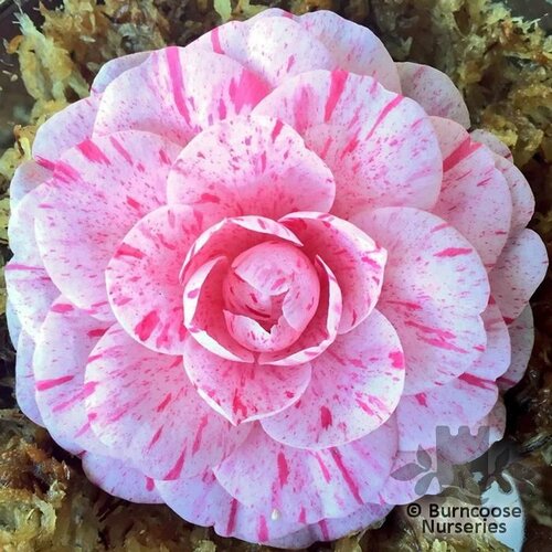 CAMELLIA 'William Bartlett'  
