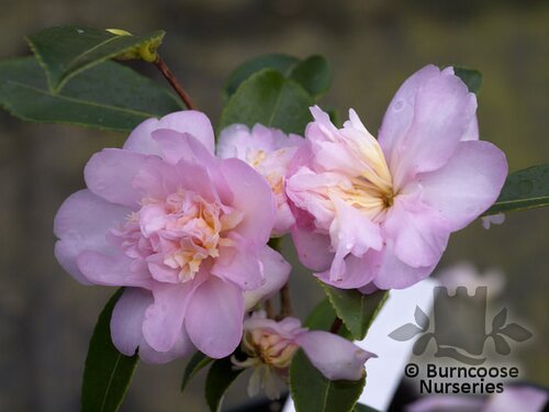 CAMELLIA 'Winter's Interlude'  