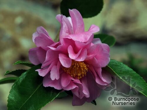 CAMELLIA 'Winter's Joy'  