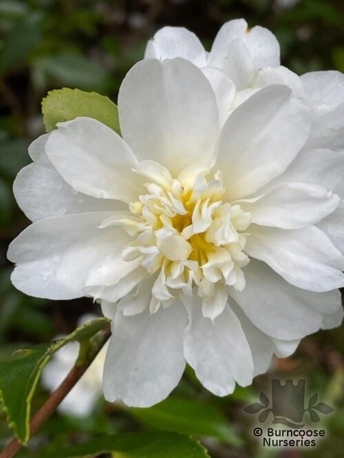 CAMELLIA 'Winter's Snowman'  