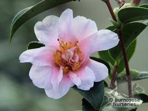 CAMELLIA 'Winter's Toughie'  