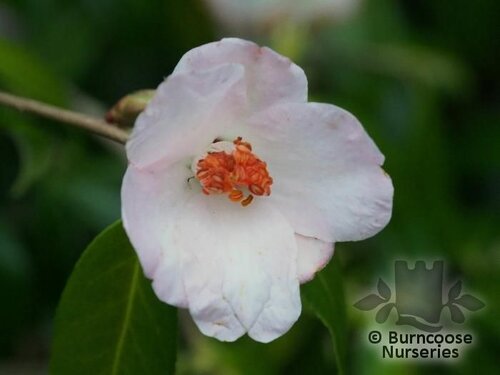 CAMELLIA 'Winton'  