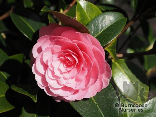 CAMELLIA 'E.G. Waterhouse'  