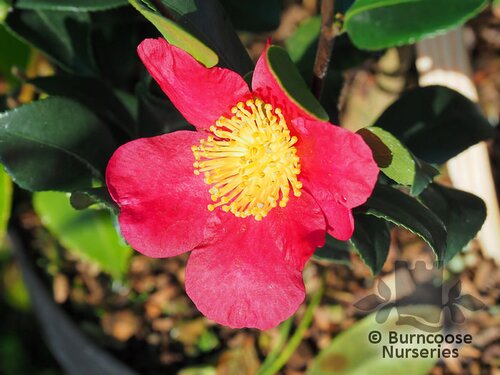 CAMELLIA x vernalis 'Yuletide' 