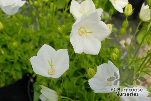 CAMPANULA carpatica 'White Clips' 