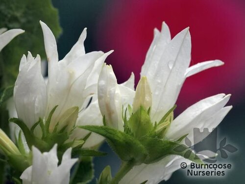 CAMPANULA glomerata 'Alba' 