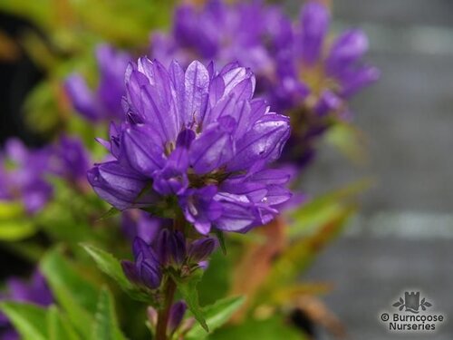 CAMPANULA glomerata 'Superba' 