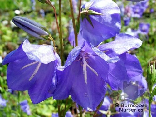 CAMPANULA persicifolia  