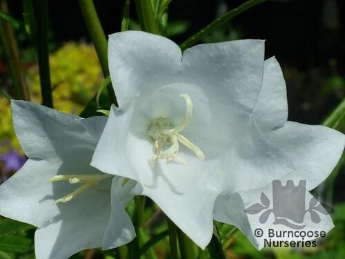 CAMPANULA   